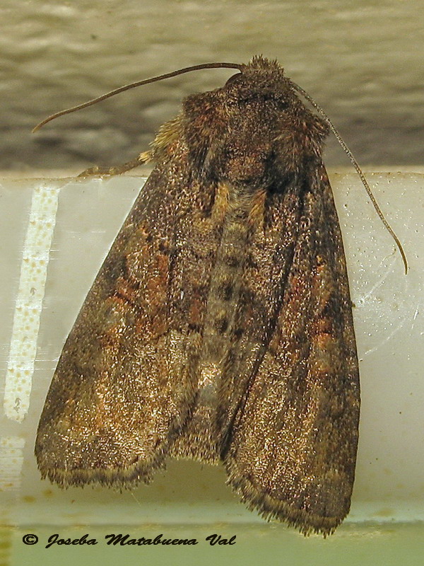 Noctuidae da id - Oligia cfr. versicolor